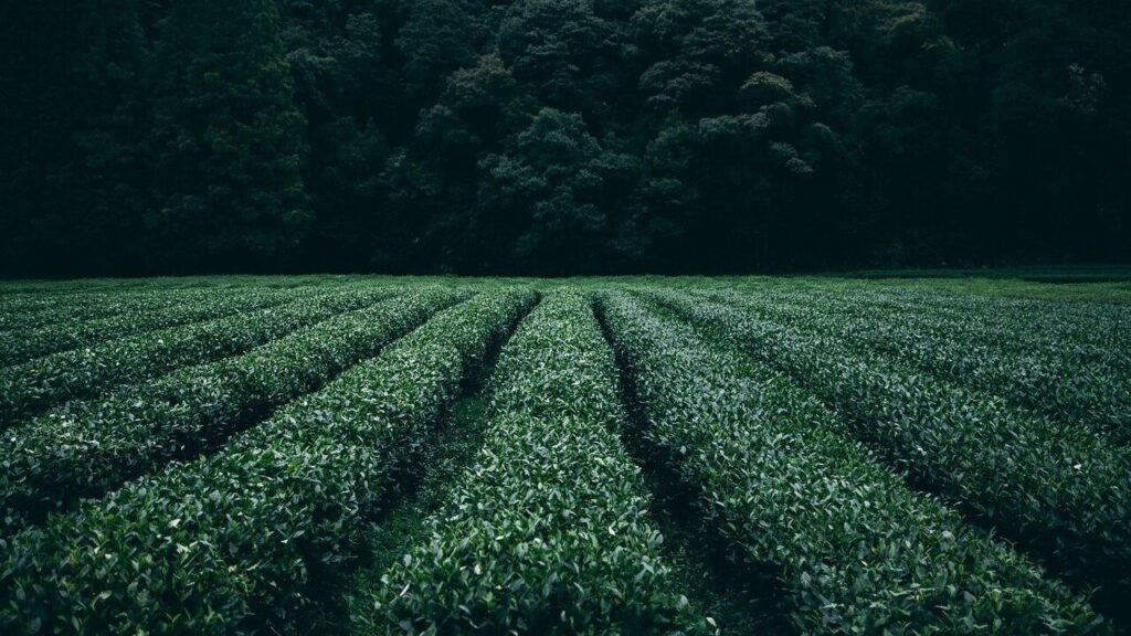 tea, plantation, field